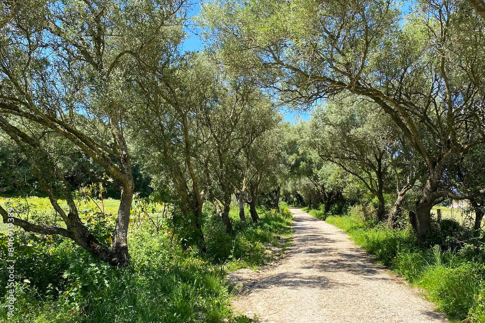 Alley with olive trees in the countryside of the island of Sardinia Alley with olive trees in the countryside of the island of Sardinia
