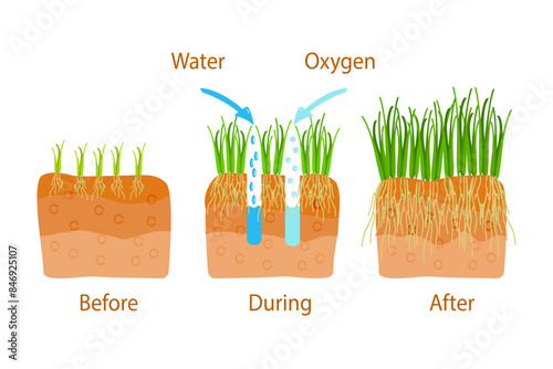Lawn aeration stage illustration. Before and after aeration. Gardening grass lawn care, landscaping, lawn grass care service. Illustration for article, infographics or instruction. Vector illustration