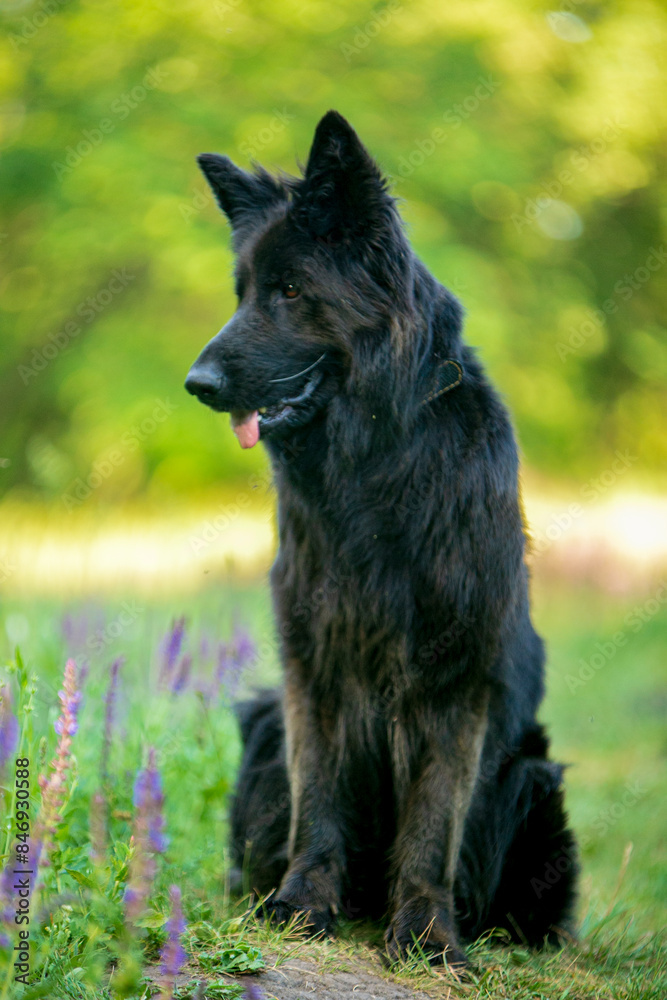 Black German Shepherd Posing in the Forest Black German Shepherd Posing in the Forest