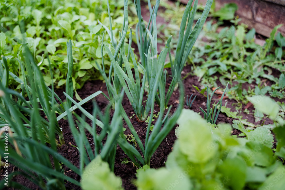 Obraz premium The garden showcases a wide variety of plants such as colorful flowers and leafy vegetables, adding to the beauty of the environment. It includes both terrestrial and flowering plants
