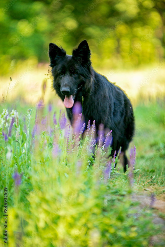 Black longhaired German Shepherd in flowers Black longhaired German Shepherd in flowers