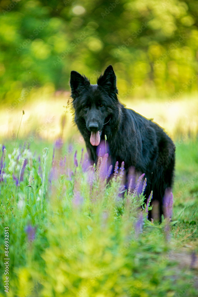 Black longhaired German Shepherd in flowers