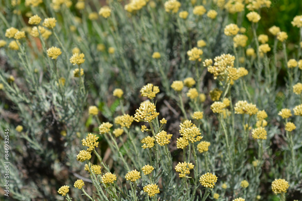 Italian everlasting flowers Italian everlasting flowers
