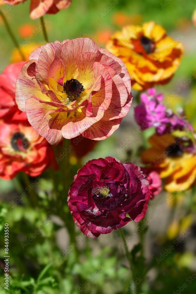 Persian Buttercup flowers Persian Buttercup flowers