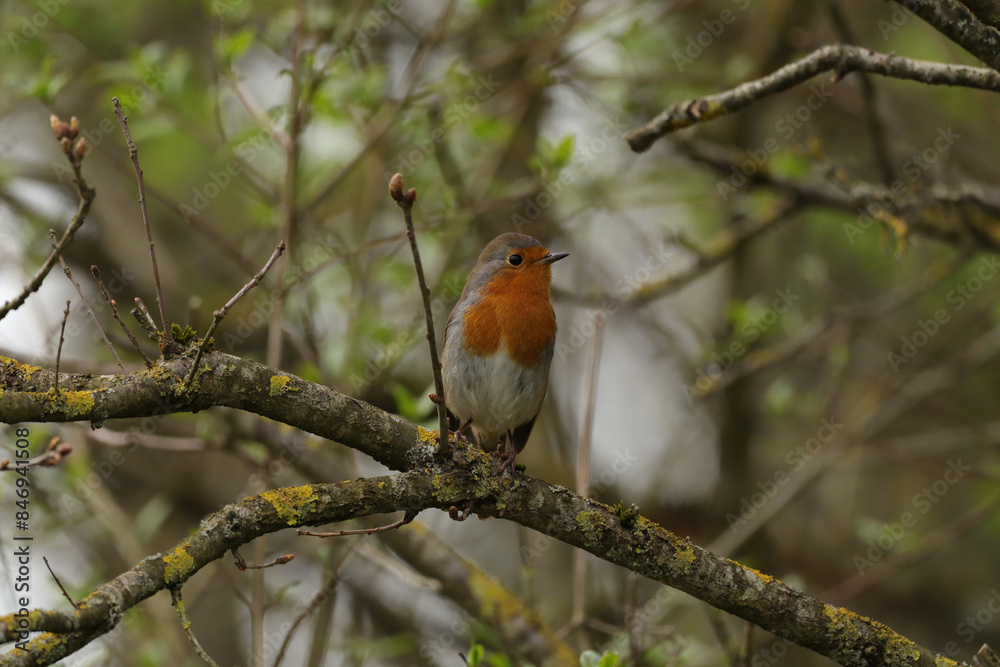 Rougegorge familier (Erithacus rubecula)
Erithacus rubecula in its natural element
Rougegorge familier (Erithacus rubecula)
Erithacus rubecula in its natural element