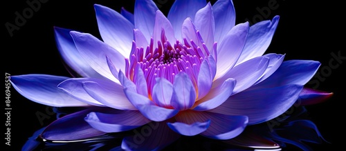 A close-up of a vibrant pur...