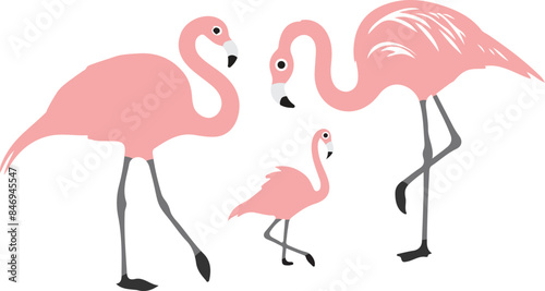 flamingo illustration on white background 