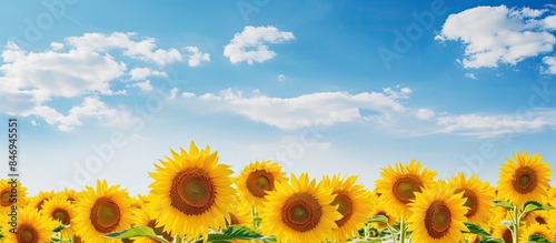 Vibrant sunflowers field ba...