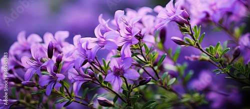 Blossoming purple flowers c...