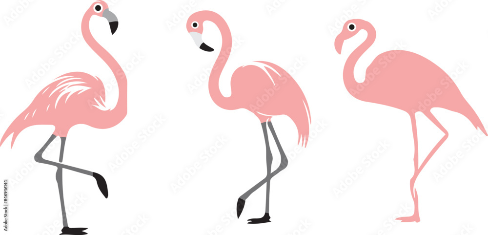 Obraz premium flamingo illustration on white background 
