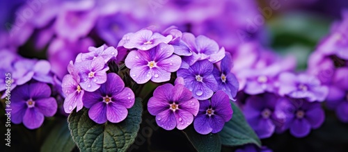 Purple primroses with green...