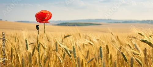 Vivid red poppy standing ou...