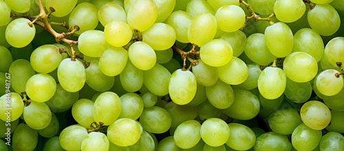 A close-up view of a cluster of fresh green grapes placed on a wooden table. with copy space image. Place for adding text or design