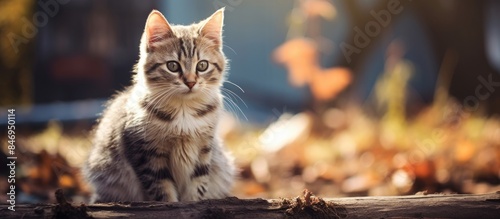 Domestic Felis catus cat pe...