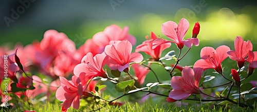 Abundant pink flowers flour...
