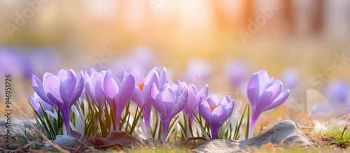 Violet crocuses, spring flo...