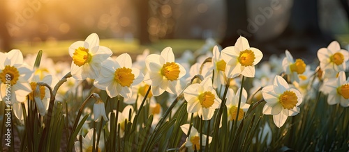 Blooming narcissus flowers ...