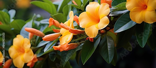 Yellow blossoms, green foli...