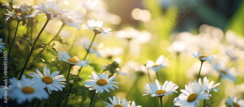 Field filled with many whit...