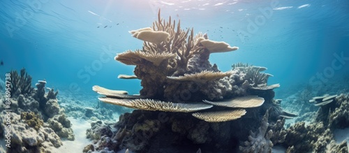 Coral colonies thrive on a ...