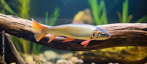 Fish perched on branch in a...