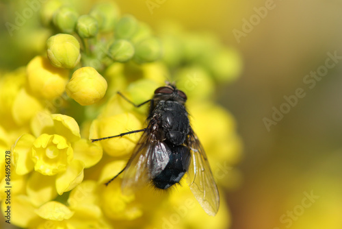 Lucilie soyeuse (Lucilia sericata)
Lucilia sericata in its natural element
 photo