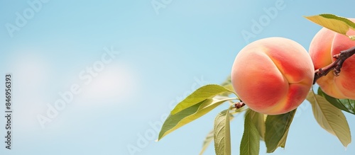 Ripe peaches hanging on a b...