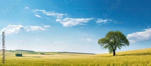 Wheat fields and trees in a...
