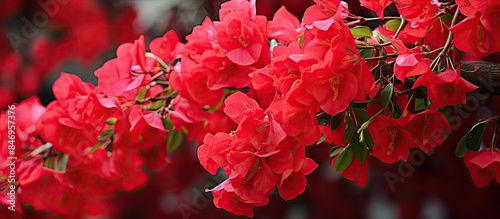 Vibrant red tropical bougai...