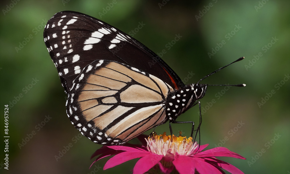 Fototapeta premium butterfly on flower