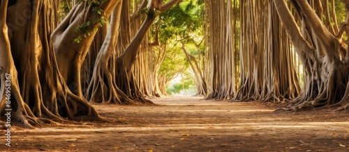 Tranquil pathway in the woo...