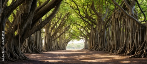 Sacred fig trees with inter...