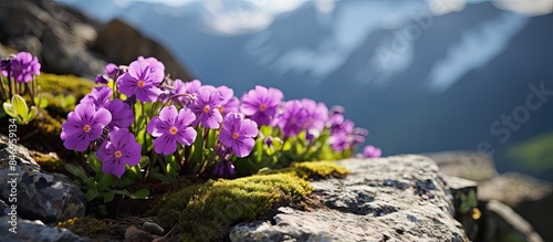 Purple flowers thriving on ...
