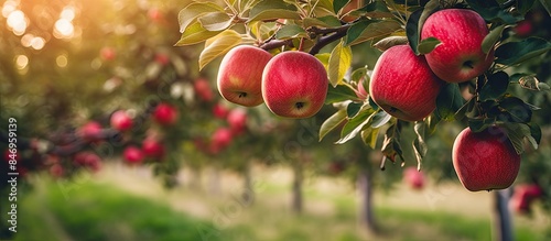 Obraz na płótnie Red apples hanging from tree branches in a sunny orchard, showcasing the natural beauty of ripe fruits. with copy space image. Place for adding text or design w salonie