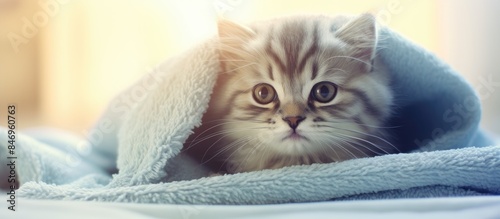 Small kitten concealed belo...
