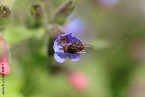 Rhingie champêtre (Rhingia campestris)
Rhingia campestris on an unidentified flower or plant
