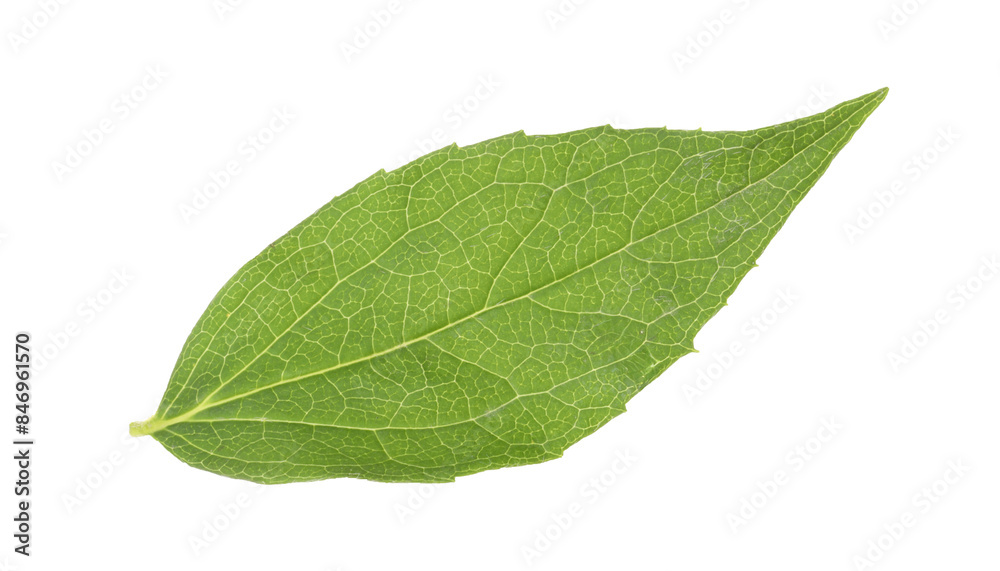 Fresh green jasmine leaf isolated on white Fresh green jasmine leaf isolated on white