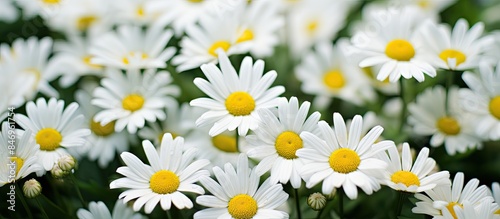 Lush meadow adorned with nu...