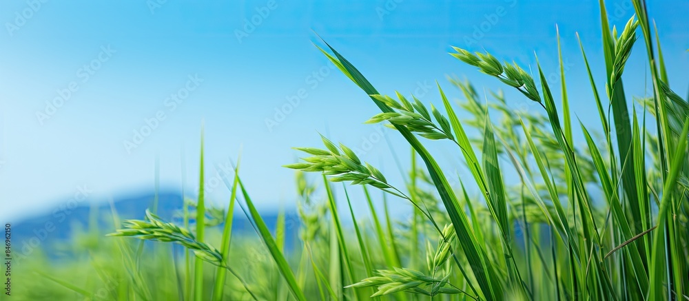Fototapeta premium Tall green grass sways under a clear blue sky, creating a serene and picturesque scene of nature. with copy space image. Place for adding text or design