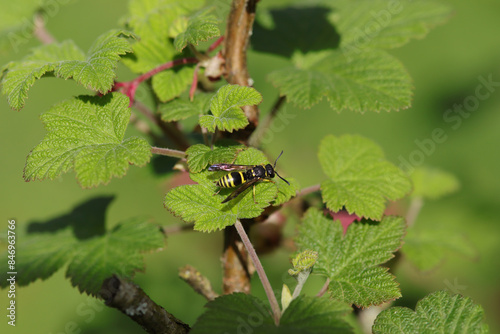 Ancistrocerus sp.
Ancistrocerus sp. in its natural element
