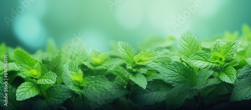 Many vibrant green leaves a...
