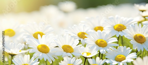 Abundant white and yellow f...