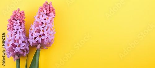 Pair of blooming pink flowe...