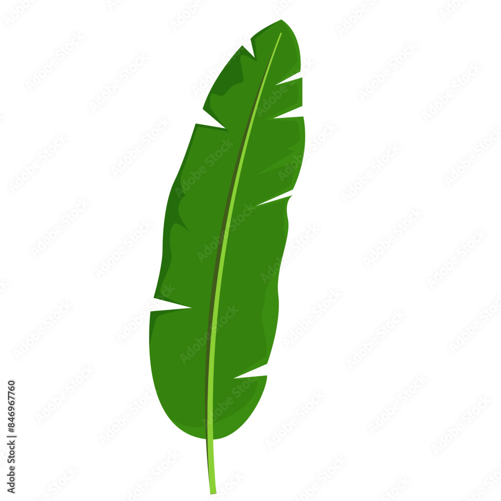 Single Green Banana Leaf Illustration Isolated on White Background