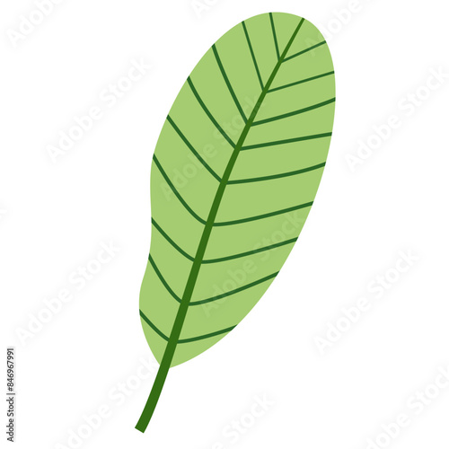 Foliage Single Green Leaf Plant  Vector Design Element Tropical Leaves