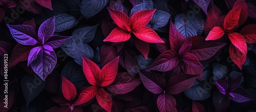 Ornamental plants showcasin...