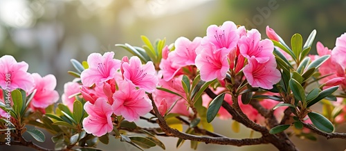 Numerous beautiful pink flo...