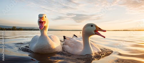 Pair of white ducks floatin...