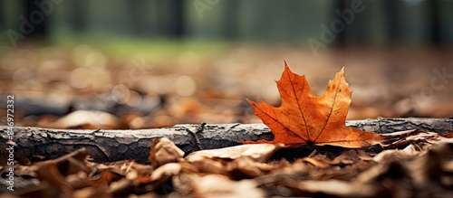 The fallen leaf from the tr...