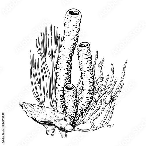 Coral reef underwater composition. Hand drawn vector illustration isolated on white background. Graphic black and white sketch style. For clip art cards package